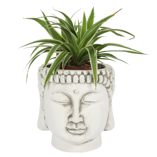 White Terracotta Buddha Head Planter - PCS Cufflinks & Gifts